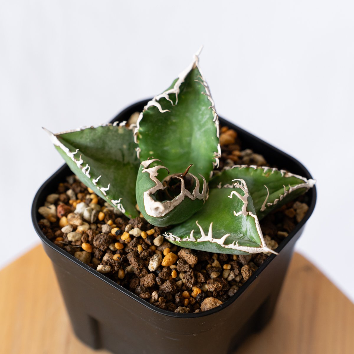 アガベ チタノタ 悪魔くん【発根管理中】TC株 Agave titanota Bakemono