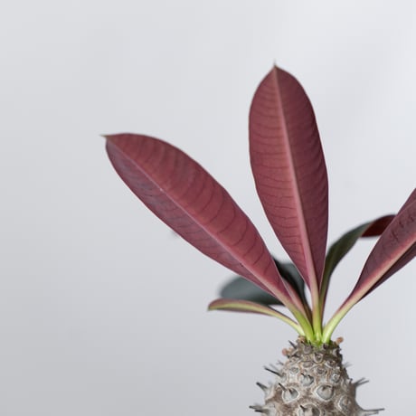 ユーフォルビア パキポディオイデス 実生 Euphorbia pachypodioides 多肉植物 珍奇植物 静岡 ANTIDOTE 通販 S1509