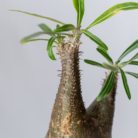 パキポディウム グラキリス pachypodhium Gracilius 塊根植物 コーデックス 多肉植物 珍奇植物 静岡 ANTIDOTE 通販 S398