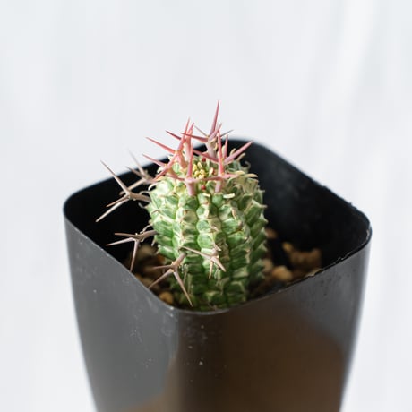 ユーフォルビア 群星冠錦 カキコ Euphorbia stellispina f. variegata 多肉植物 珍奇植物 静岡 ANTIDOTE 通販 S459