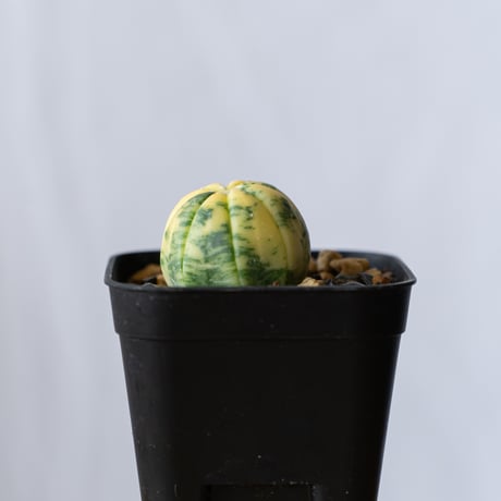 アストロフィツム 瑠璃兜錦 実生 Astrophytum asterias nudum variegata 多肉植物 サボテン 珍奇植物 静岡 ANTIDOTE 通販 S747