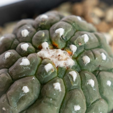 アストロフィツム 亀甲兜 リザードスキン 綴化 実生 Astrophytum Asteria 多肉植物 サボテン 珍奇植物 静岡 ANTIDOTE 通販 S1244