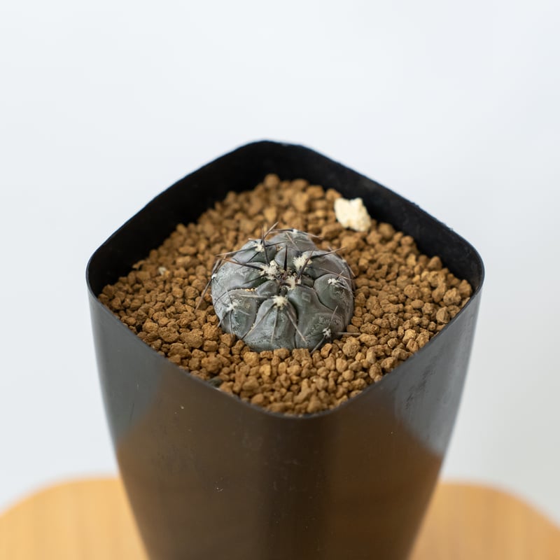 ギムノカリキウム ベルクティ 実生 Gymnocalycium berchtii 多肉植物 サ