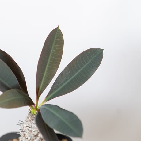 ユーフォルビア パキポディオイデス 実生 Euphorbia pachypodioides 多肉植物 珍奇植物 静岡 ANTIDOTE 通販 S1509