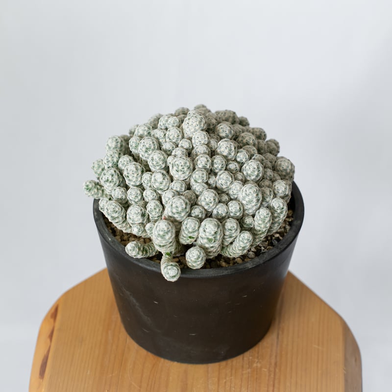 サボテン　姫春星　マミラリア　群生　30年もの マミラリア 姫春星 群生株 実生 Mammillaria humboldtii var.cae