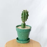 アストロフィツム 般若 鉢セット【エコポット】Astrophytum ornatum 接ぎ木 サボテン 多肉植物 珍奇植物 静岡 ANTIDOTE 通販S1029