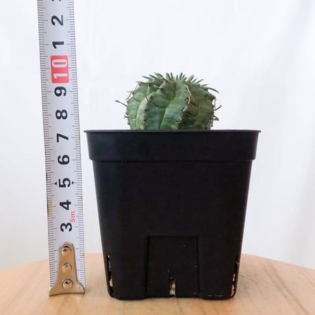 ユーフォルビア バリダ 実生 Euphorbia super valida 多肉植物 珍奇植物 ANTIDOTE 静岡 通販 S918
