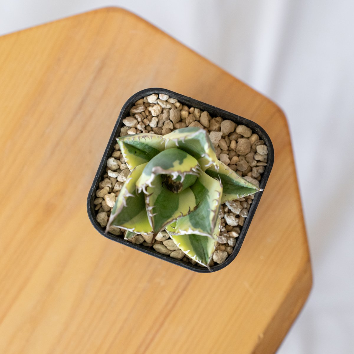 アガベ チタノタ スナグルトゥース OC株【発根管理中】Agave titanota