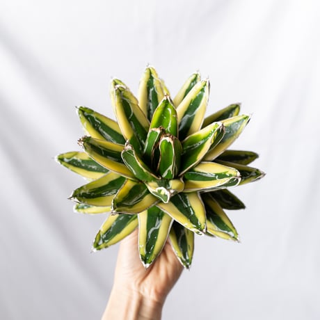 アガベ輝山 | STORES