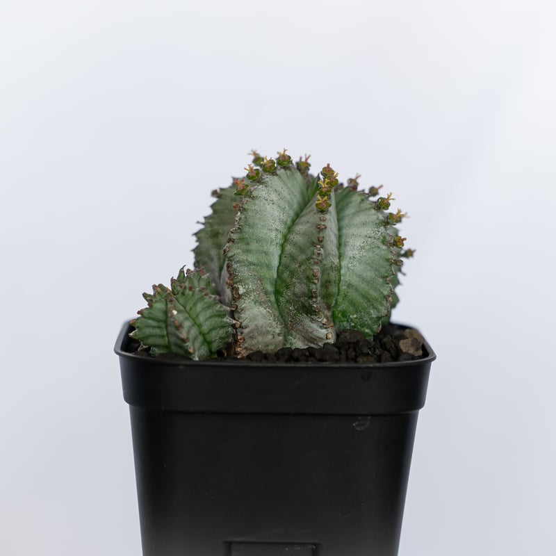 ユーフォルビア ホリダ 仔株付き Euphorbia horrida 多肉植物 珍奇植物