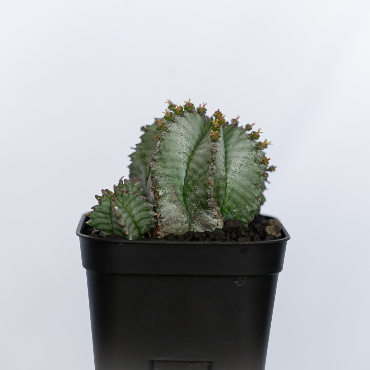 ユーフォルビア ホリダ 仔株付き Euphorbia horrida 多肉植物 珍奇植物