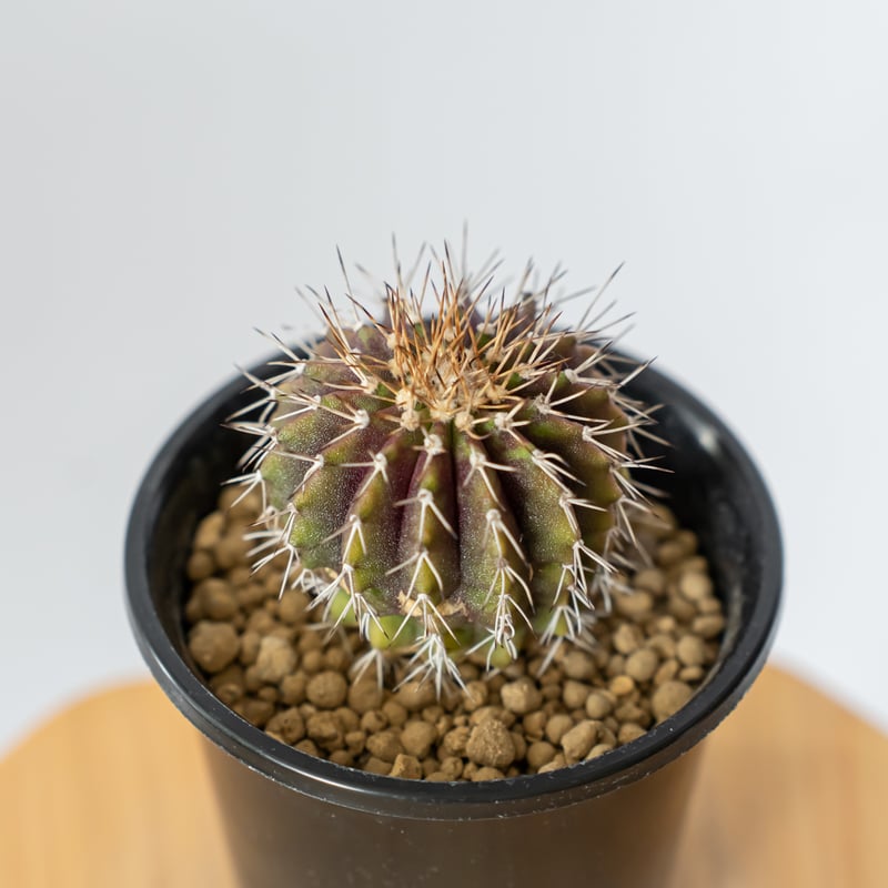 ユーベルマニア ルブラ 実生 uebelmannia rubra 多肉植物 珍奇植物 ANTI