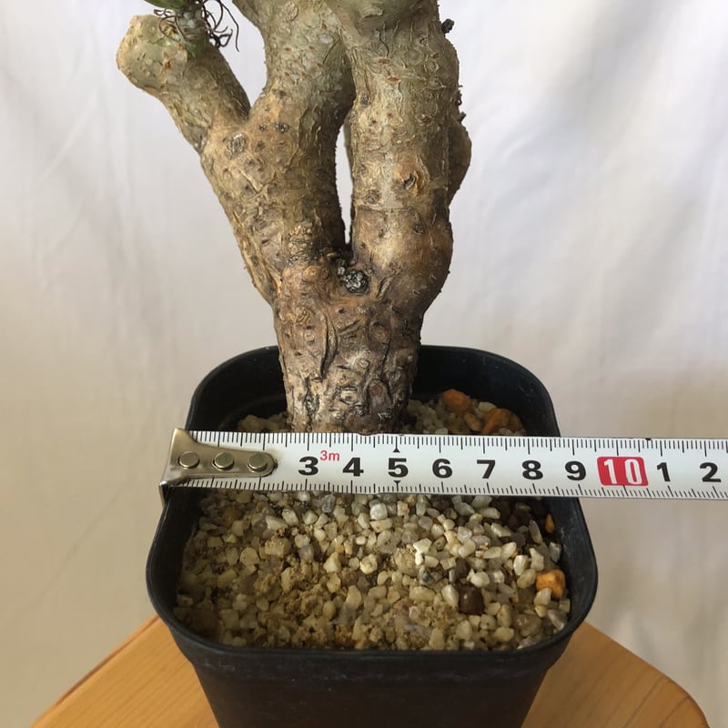 チレコドン ルブロベノーサス Tylecodon rubrovenosus コーデックス