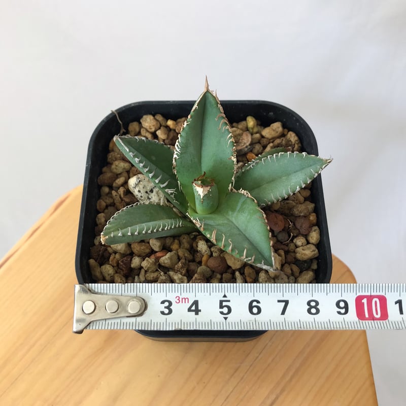 極上株】アガベ チタノタ 鬣蜥 イグアナ TC株 Agave titanota 多肉植物