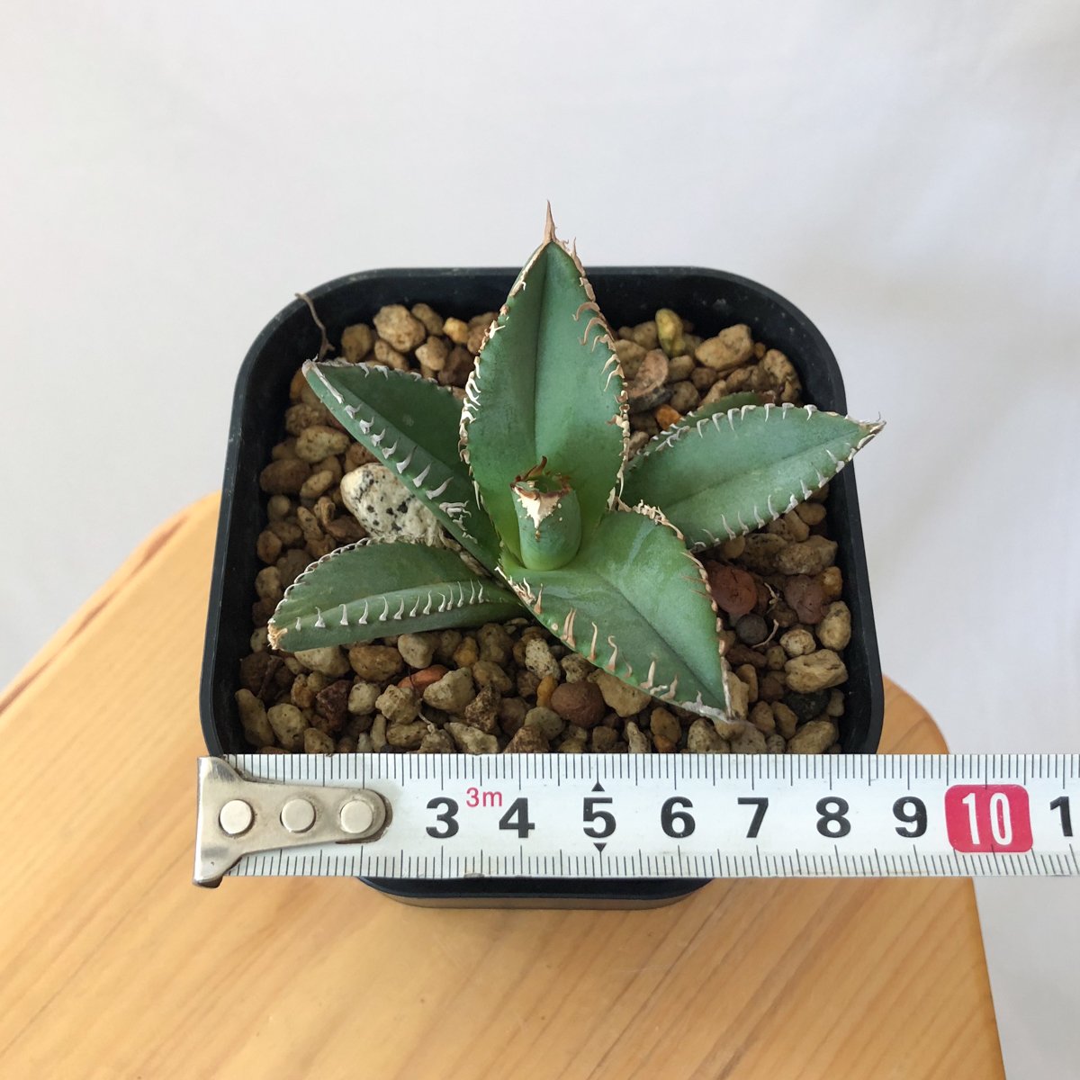 極上株】アガベ チタノタ 鬣蜥 イグアナ TC株 Agave titanota 多肉植物