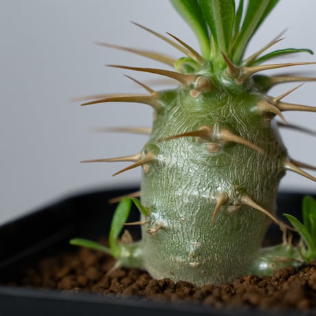 パキポディウム アンボンゲンセ 実生 Pachypodium ambongense 塊根植物 コーデックス 多肉植物 珍奇植物 静岡 ANTIDOTE 通販 S1437