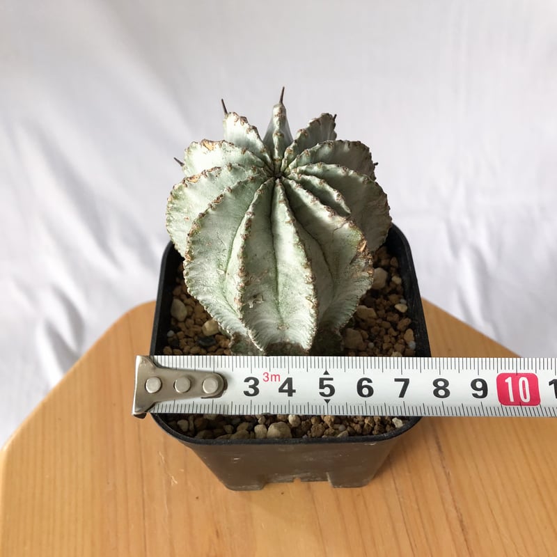 ユーフォルビア ホリダ Euphorbia horrida 多肉植物 珍奇植物 ANTIDOT