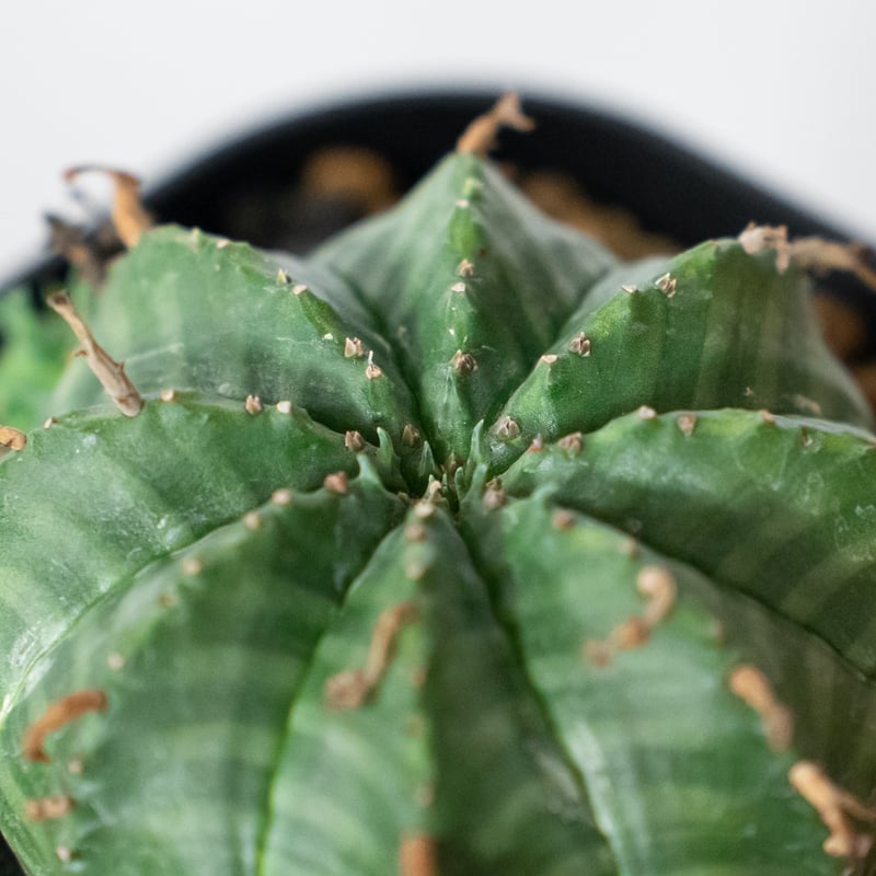 ユーフォルビア バリダ 子株付き 実生 Euphorbia super valida 多肉植物