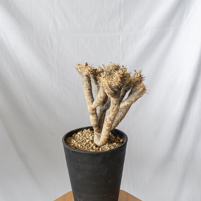 ユーフォルビア ギラウミニアナ Euphorbia guillauminiana 多肉植物