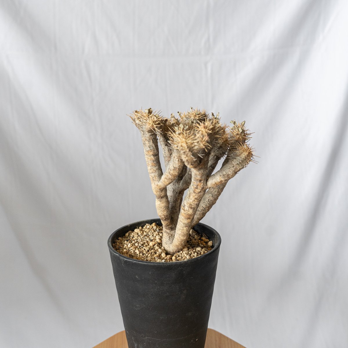 ユーフォルビア ギラウミニアナ Euphorbia guillauminiana 多肉植物