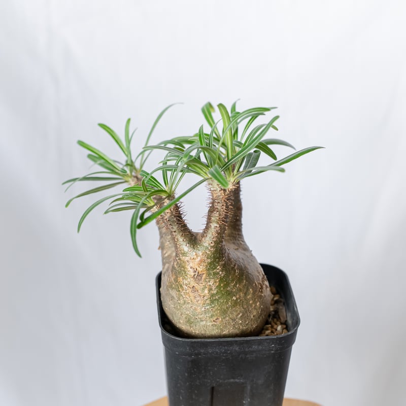 パキポディウム グラキリス pachypodhium Gracilius 塊根植物
