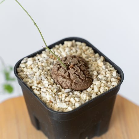 亀甲竜 ディオスコレア・エレファンティペス Dioscorea elephantipes 塊根植物 コーデックス 多肉植物 珍奇植物 ANTIDOTE 静岡 通販 S798