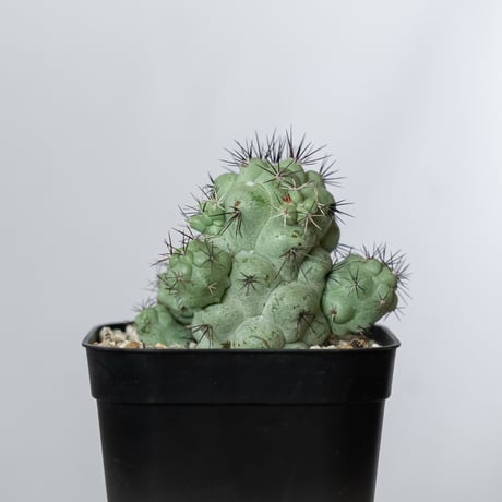 オルテゴカクタス マクドガリー 実生 Ortegocactus macdougallii 多肉植物 珍奇植物 静岡 ANTIDOTE 通販 S1480