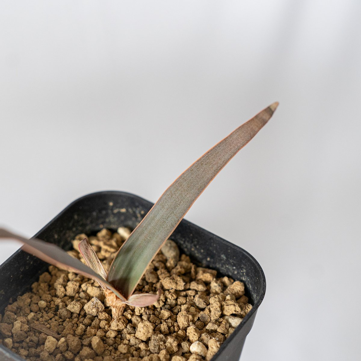 ウェルウィッチア 奇想天外 Welwitschia mirabilis サバクオモト キソウ