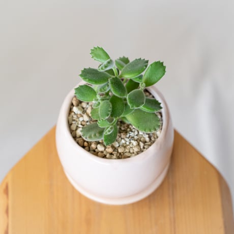 熊童子 鉢セット コチレドン トメントサ Cotyledon tomentosa 多肉植物 観葉植物 インテリアグリーン 静岡 ANTIDOTE 通販 S1394