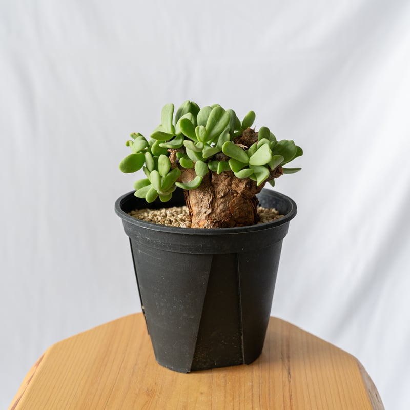 ケラリア　ピグマエア　現地球　多肉植物　塊根植物　観葉植物　珍奇植物 ケラリア・ピグマエア（現地球）発根済 入荷いたしました！ 古木