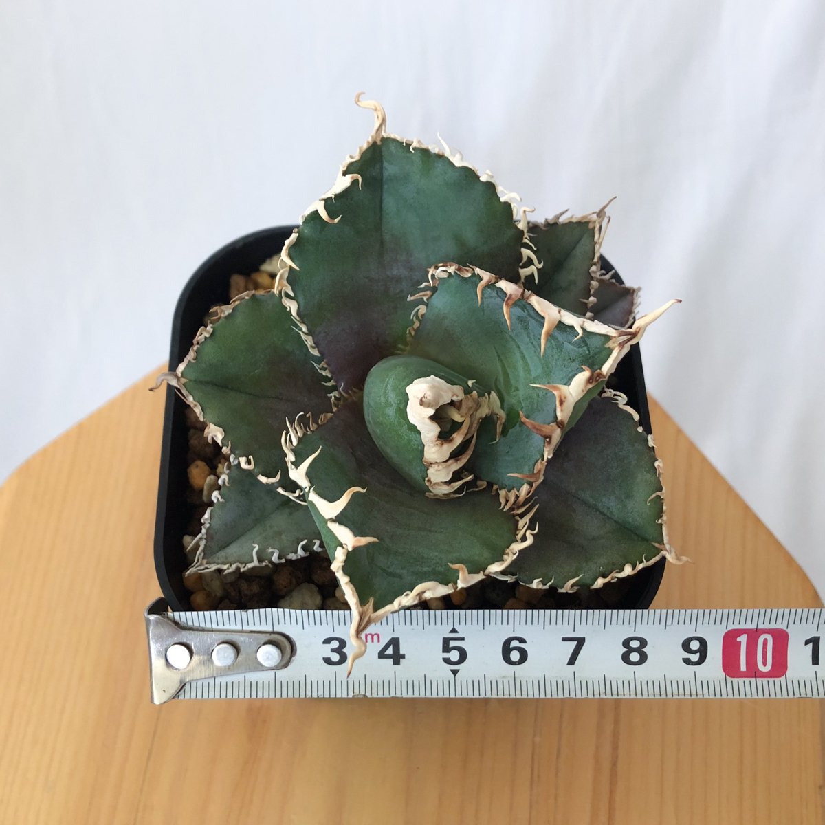 アガベ チタノタ 金剛 美株【発根管理中】TC株 Agave titanota adamant