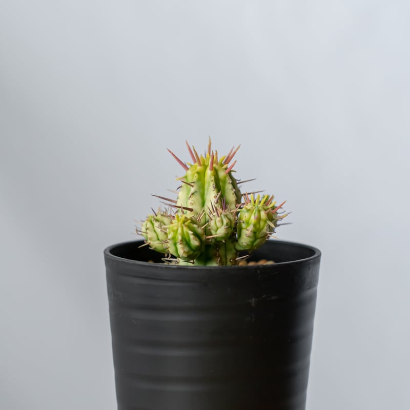 ユーフォルビア 紅彩閣錦 エノプラ 斑入り Euphorbia enopla 塊根植物