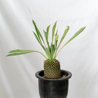鉄甲丸 ユーフォルビア ブプレウリフォリア 実生 雌株 Euphorbia bupleurifolia 多肉植物 珍奇植物 静岡 ANTIDOTE 通販 S532