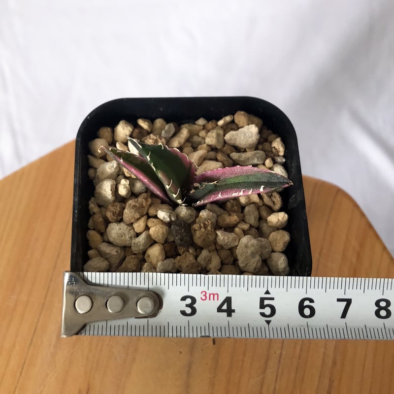 アガベ チタノタ 白鯨 白鯨錦 白覆輪 Agave titanota White Whale