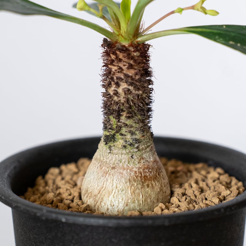 ユーフォルビア パチュラ Euphorbia patula 実生 ユーフォルビア ラメナ 実生 Euphorbia ramena 多肉植物 珍奇植物 静岡
