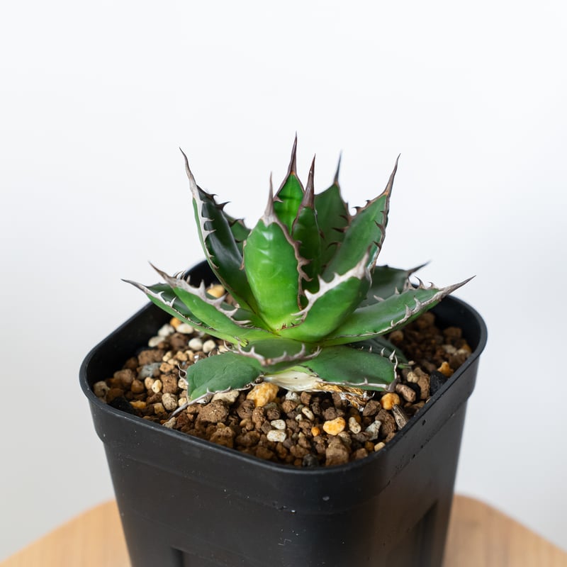 アガベ 姫ホリダ OC株 ベアルート Agave horrida 多肉植物 珍奇植物