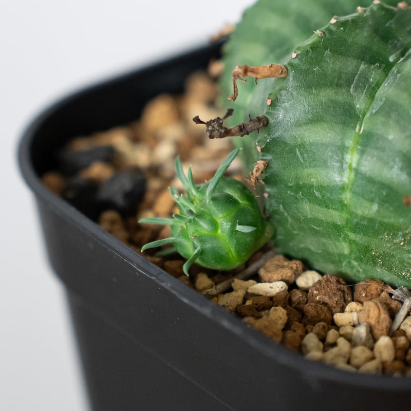 ユーフォルビア バリダ 子株付き 実生 Euphorbia super valida 多肉植物