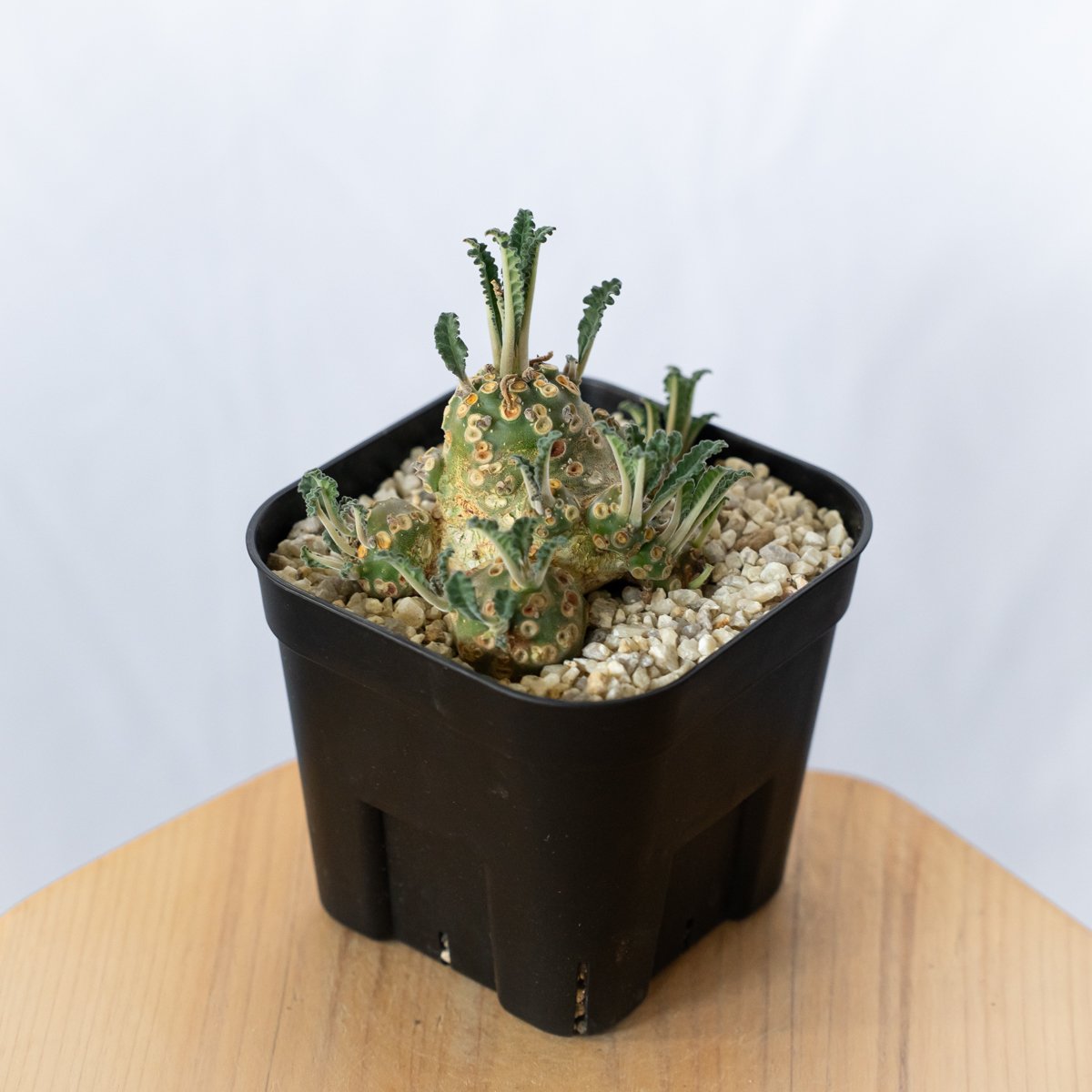 ドルステニア　ラブラニー　大株　美株 ドルステニア ラブラニー 美株 実生(輸入) Dorstenia Dorstenia lavr