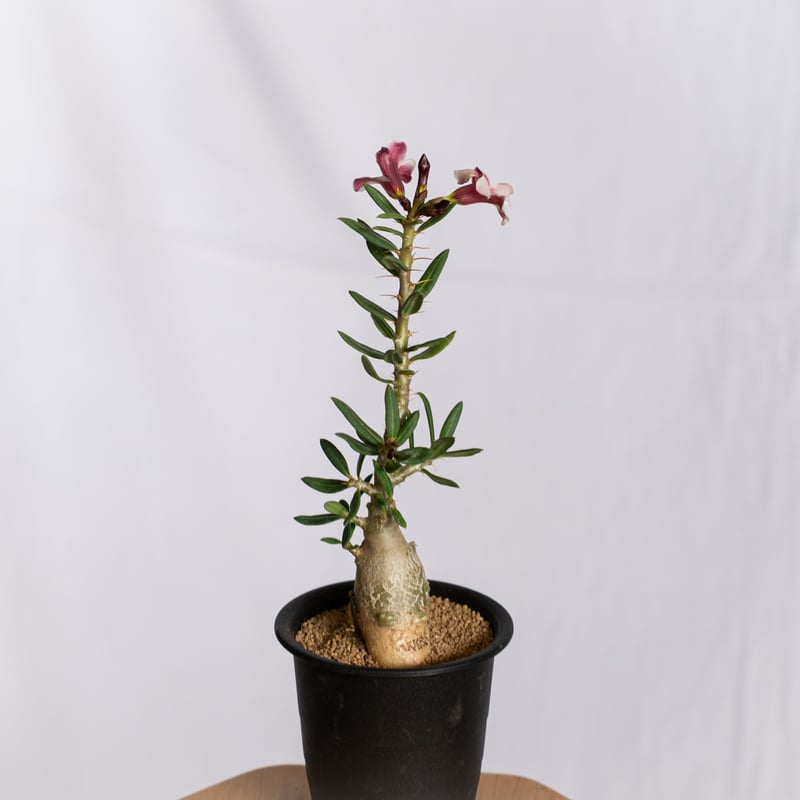 パキポディウム ビスピノーサム 実生 Pachypodium bispinosum 塊根植物