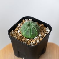 ユーフォルビア オベサ 実生 Euphorbia obesa 多肉植物 珍奇植物 静岡 ANTIDOTE 通販 S1487