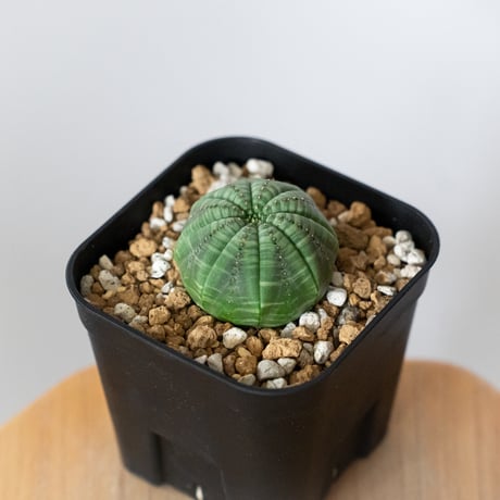 ユーフォルビア オベサ 実生 Euphorbia obesa 多肉植物 珍奇植物 静岡 ANTIDOTE 通販 S1487