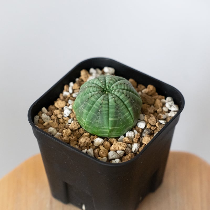 ユーフォルビア オベサ 実生 Euphorbia obesa 多肉植物 珍奇植物 静岡