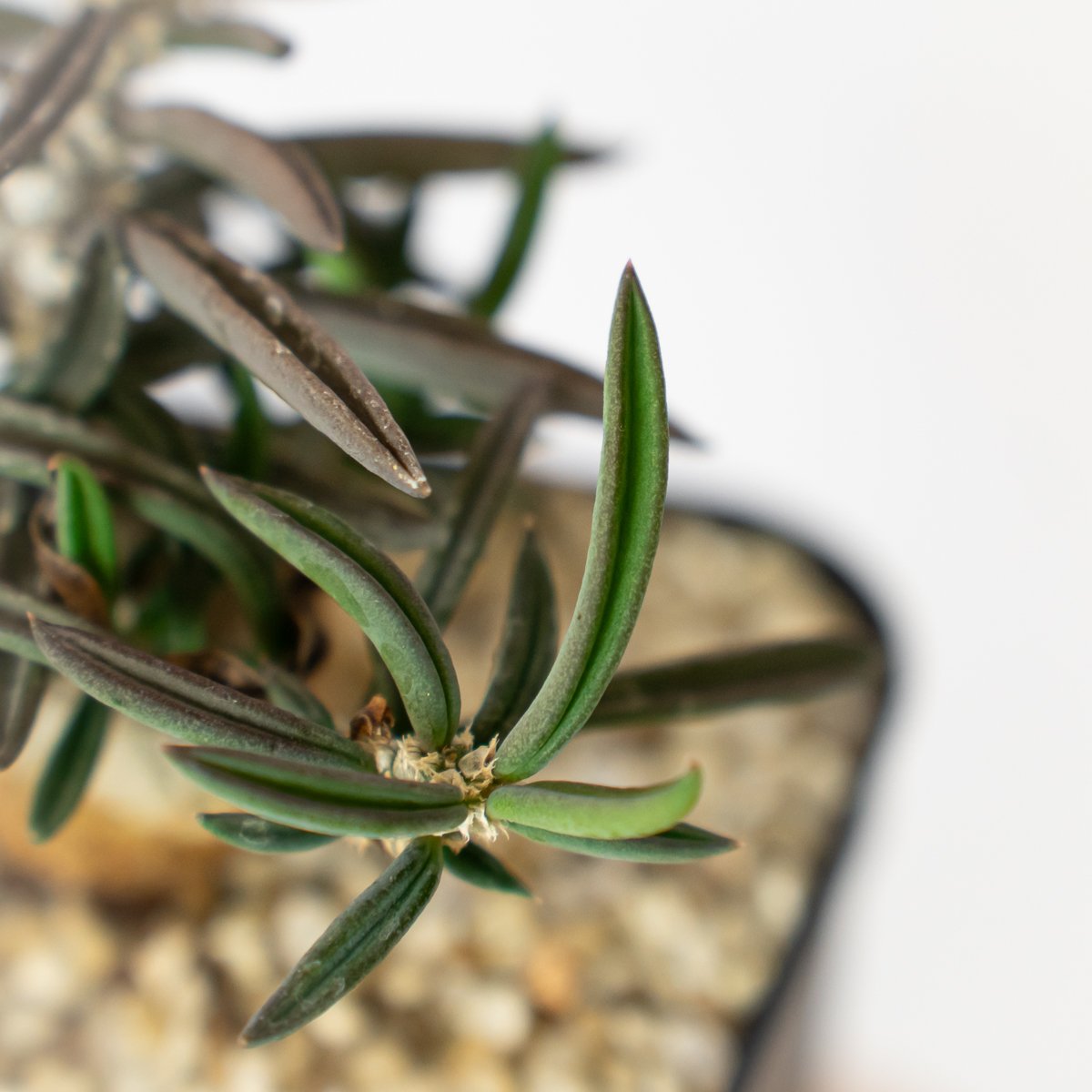 ユーフォルビア キリンドリフォリア トゥビフェラEuphorbia