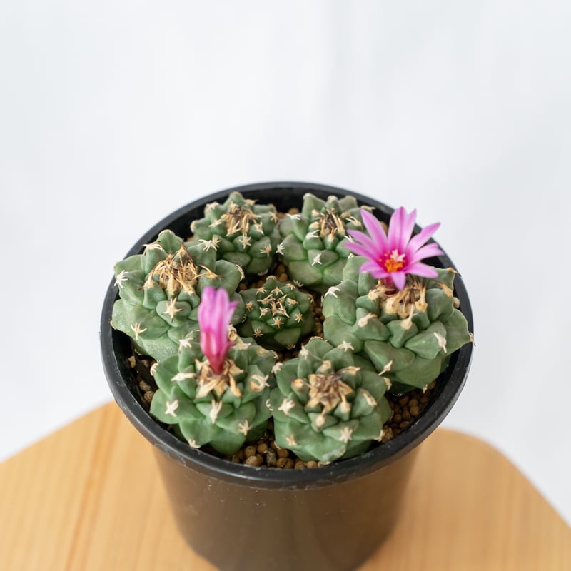 ツルビニカルプス アロンソイ 実生 寄せ植え Turbinicarpus