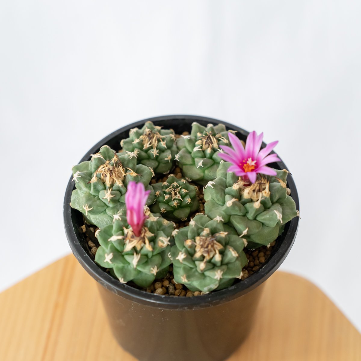 ツルビニカルプス アロンソイ 実生 寄せ植え Turbinicarpus alonsoi