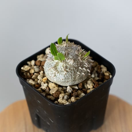 パキポディウム ブレビカウレ 恵比寿笑い 実生 Pachypodium brevicaule 塊根植物 コーデックス 多肉植物 珍奇植物 静岡 ANTIDOTE 通販 S1436