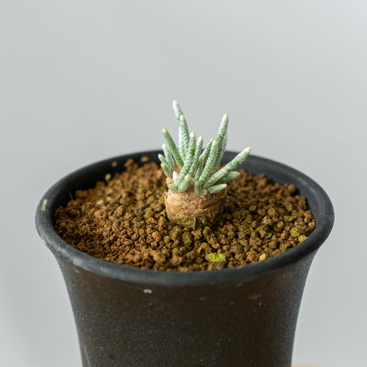 アボニア クイナリア Avonia quinaria 塊根植物 コーデックス 冬型