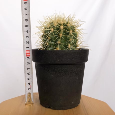 エキノカクタス 金鯱 実生 Golden ball cactus サボテン 多肉植物 珍奇植物 静岡 ANTIDOTE 通販 S1153