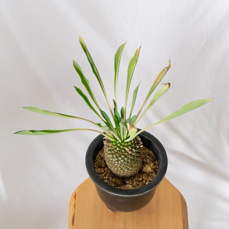 鉄甲丸 ユーフォルビア ブプレウリフォリア 実生 雌株 Euphorbia bupleurifolia 多肉植物 珍奇植物 静岡 ANTIDOTE 通販 S532