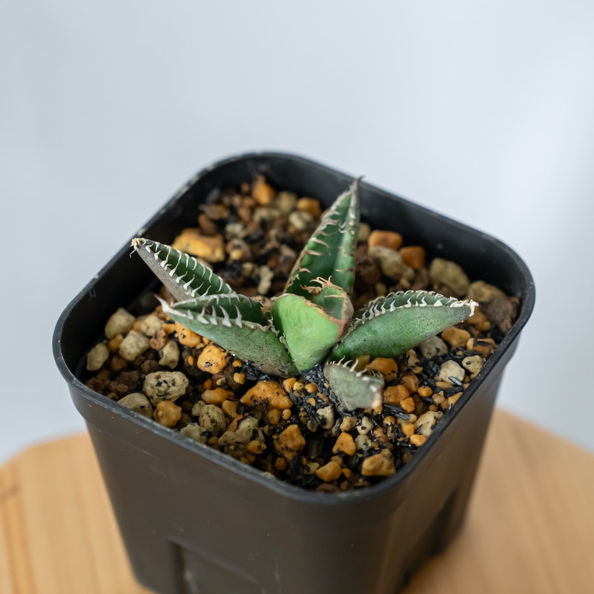 アガベ チタノタ 鬣蜥Iiexi 発根済 福建省産 アガベ チタノタ 鬣蜥 イグアナ Agave Titanota
